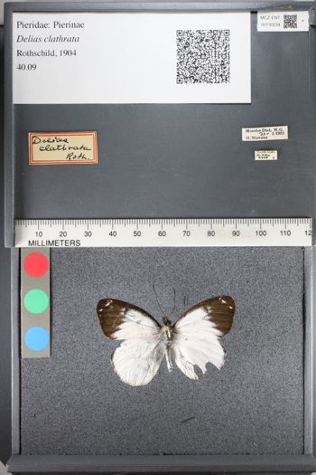 Media type: image;   Entomology 130234
